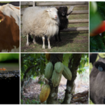 dairy cow, sheep, tomato, fire ants, cocoa tree and angus steer